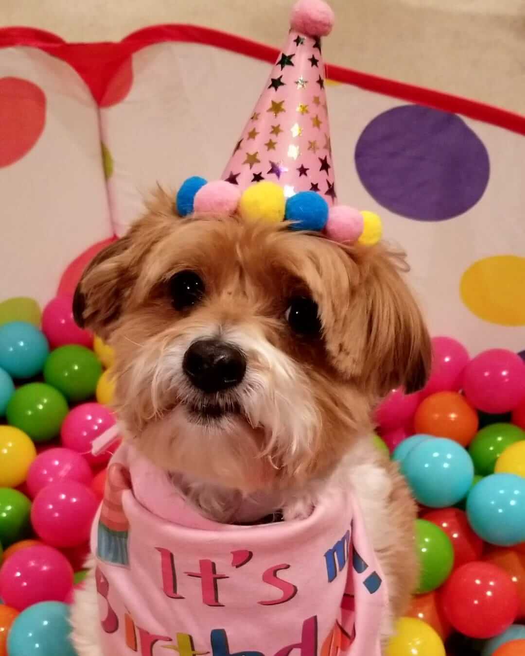 Barkley's Birthday