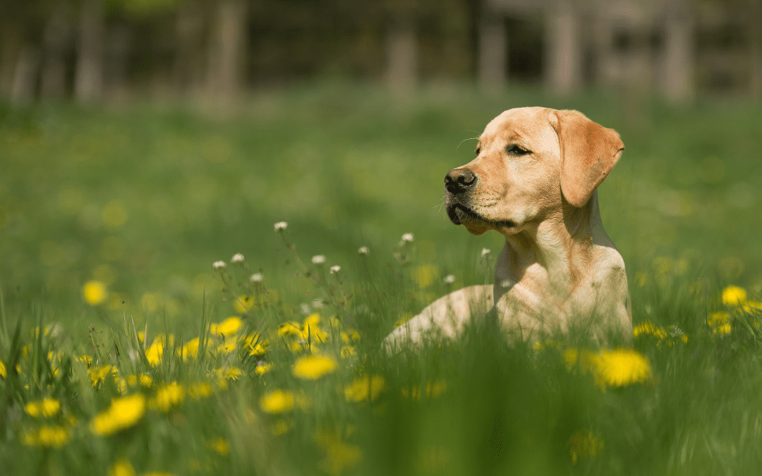 How to Recognize Seasonal Allergies in Your Pets