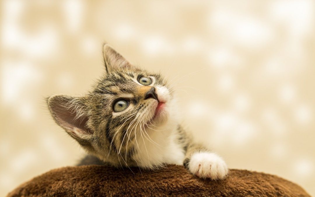 3 Tips to Make Bringing Your Cat to the Veterinarian Easier
