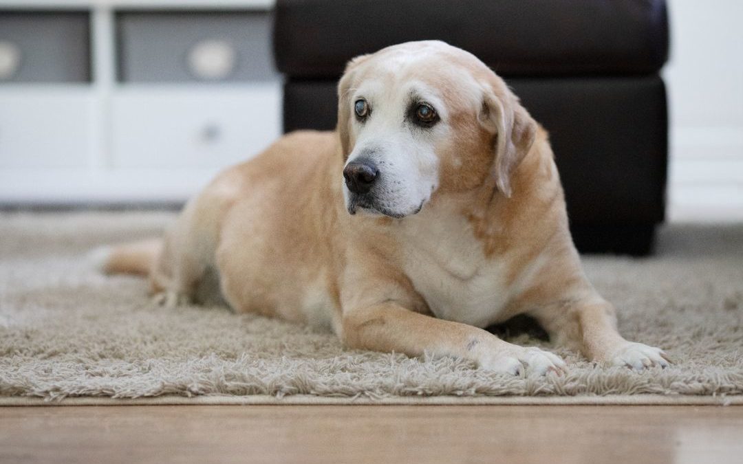 Caring For Your Senior Pet