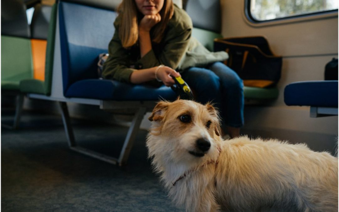 How to Prepare for Traveling with Your Pet