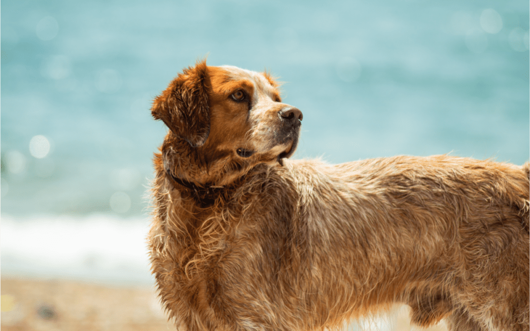 Have a Cool Pet This Summer by Following These 4 Tips