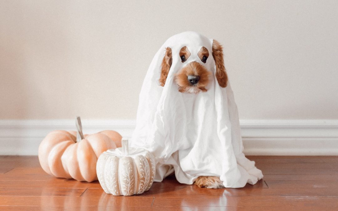 5 Pet Safety Tips to Take the Horror Out of Halloween