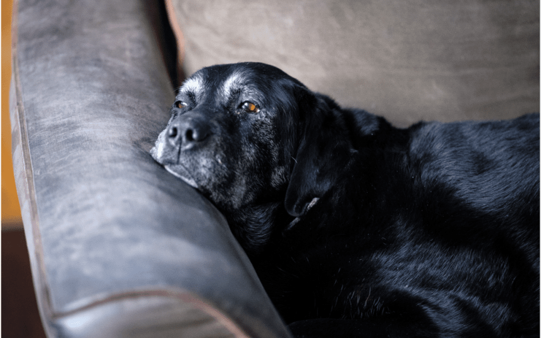 Four Steps to Prepare for Your Pet’s Death