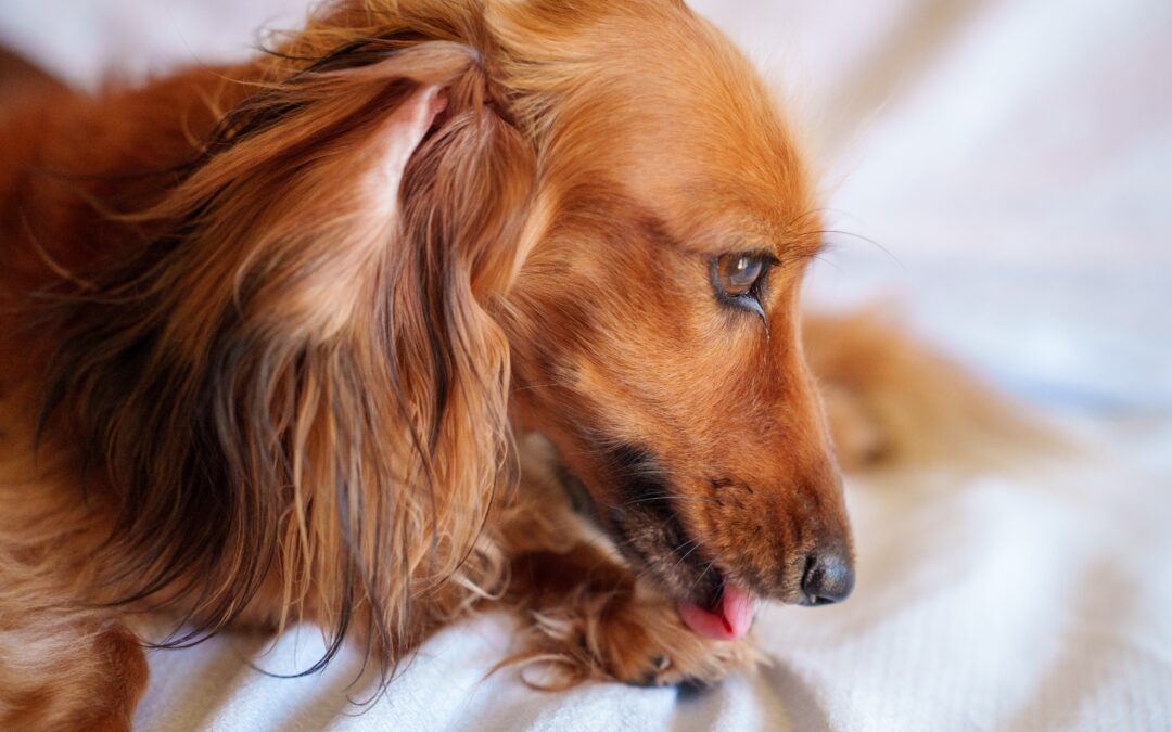 Hot Spots on Pets: Diagnosis, Relief, and Prevention