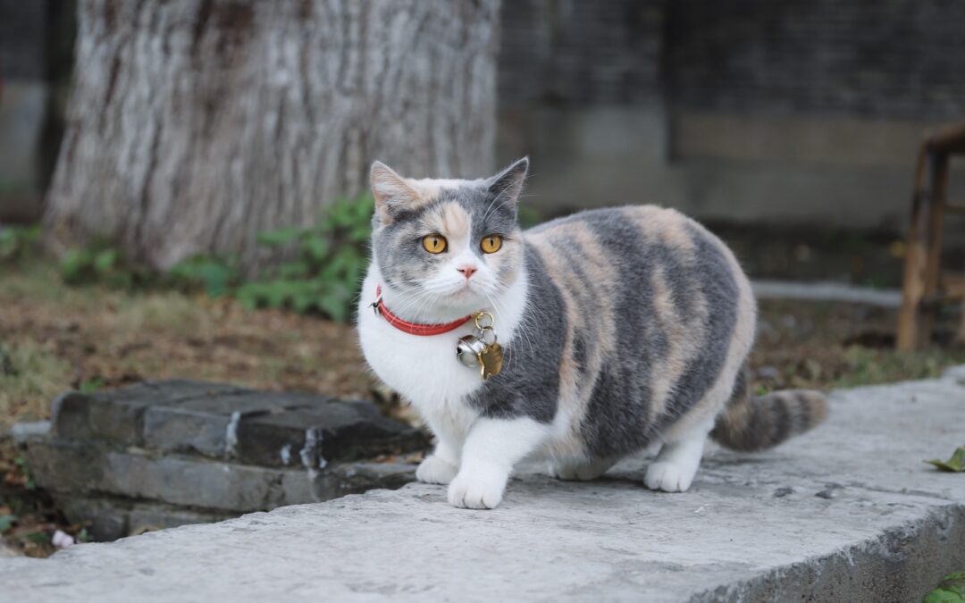 Gray and white cat with red collar looking out into the distance standing on a wall